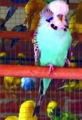 Волнистые попугайчики (Е. В. Виноградова, Е. Виноградова)