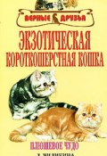 Экзотическая короткошерстная кошка (Л. А. Чиликина, Л. Чиликина)