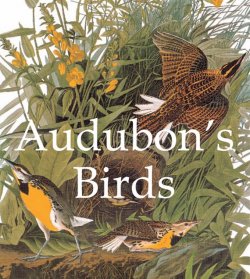 Книга "Audubon\'s Birds" {Mega Square} – John James Audubon