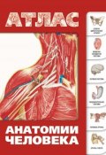 Атлас анатомии человека (Сергей Лёвкин, 2013)