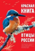 Книга "Красная книга. Птицы России" (Оксана Скалдина, 2013)