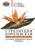 Стрелитция королевская (Strelitzia reginae Banks) в условиях защищенного грунта в Беларуси (Ж. А. Рупасова, 2013)
