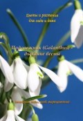 Подснежник (Galanthus) – дыхание весны (Федор Кольцов)