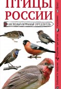 Книга "Птицы России. Наглядный карманный определитель" (Ксения Митителло, 2018)
