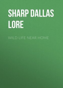 Книга "Wild Life Near Home" – Dallas Sharp