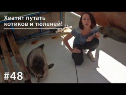 Книга "Хватит путать котиков и тюленей!" – Евгения Тимонова
