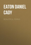 Beautiful Ferns (Daniel Eaton)