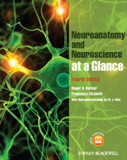 Книга "Neuroanatomy and Neuroscience at a Glance" – 