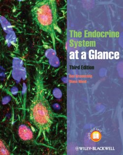 Книга "The Endocrine System at a Glance" – 
