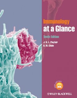 Книга "Immunology at a Glance" – 