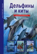 Книга "Дельфины и киты / Школьный путеводитель" (Юлия Дунаева, 2017)