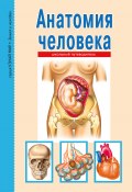 Анатомия человека / Школьный путеводитель (Сергей Афонькин, 2018)