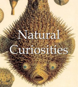 Книга "Natural Curiosities" {Mega Square} – Victoria Charles