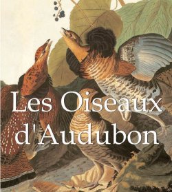 Книга "Les Oiseaux d\'Audubon" {Mega Square} – John James Audubon