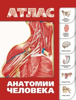 Книга "Атлас анатомии человека" – Сергей Лёвкин, 2013