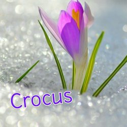 Книга "Crocus" – Максим Игошин
