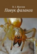 Павук фаланга (В. И. Жиглов, Жиглов В.)