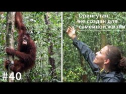 Книга "Орангутан: не создан для семейной жизни" – Евгения Тимонова