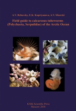 Книга "Field guide to calcareous tubeworms (Polychaeta, Serpulidae) of the Arctic Ocean" – V. A. , 2018