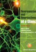 Neuroanatomy and Neuroscience at a Glance ()
