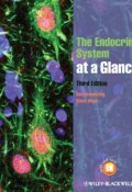 The Endocrine System at a Glance ()