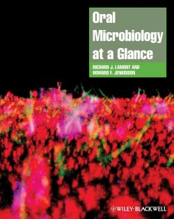 Книга "Oral Microbiology at a Glance" – 
