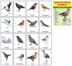 Книга "Перелетные птицы. Раздаточные картинки (набор из 16 карточек)" – , 2017