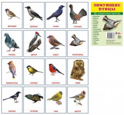 Книга "Зимующие птицы. Раздаточные картинки (набор из 16 карточек)" – , 2017