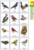Зимующие птицы. Раздаточные картинки (набор из 16 карточек) (, 2017)