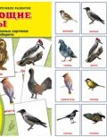 Зимующие птицы. Демонстрационные картинки (набор из 16 карточек) (, 2017)